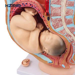 3D chi tiết PVC nữ mang thai sagittal Mô hình giải phẫu có thể tháo rời thai nhi cho đào tạo y tế trình diễn tử cung manikin - Product Image 6