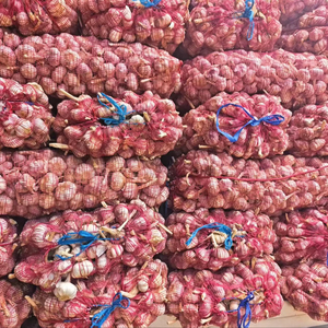 Bulbes <span class=keywords><strong>d</strong></span>'ail chinois frais à vendre avec un prix compétitif et une exportation de haute qualité <span class=keywords><strong>Allium</strong></span> Sativum Ajo Chino Fresco au Pérou - Product Image 5
