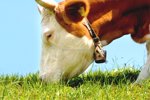 ผงโคลอสตรัมจากวัวแท้ OEM สำหรับเสริมสร้างภูมิคุ้มกัน ฟื้นฟูร่างกายอย่างรวดเร็ว เพิ่มความแข็งแรงทางกายภาพ ขนาด 350 กรัม - Product Image 4