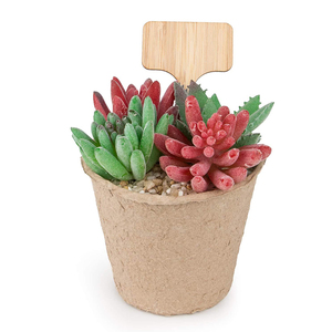 Étiquettes <span class=keywords><strong>de</strong></span> plantes en bois personnalisées et écologiques pour graines <span class=keywords><strong>de</strong></span> légumes <span class=keywords><strong>de</strong></span> jardin - Product Image 3