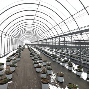 Serre en film plastique multicouche à simple paroi de grande taille, haute qualité, écoénergétique pour la production agricole toute l'année - Product Image 1