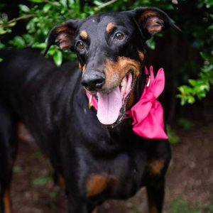 Collar <span class=keywords><strong>para</strong></span> Perro NIBAO con Lindo Lazo de Marinero Rojo Rosa, Collares Ajustables con Lazo <span class=keywords><strong>para</strong></span> Cachorros <span class=keywords><strong>Machos</strong></span> y Hembras - Product Image 2