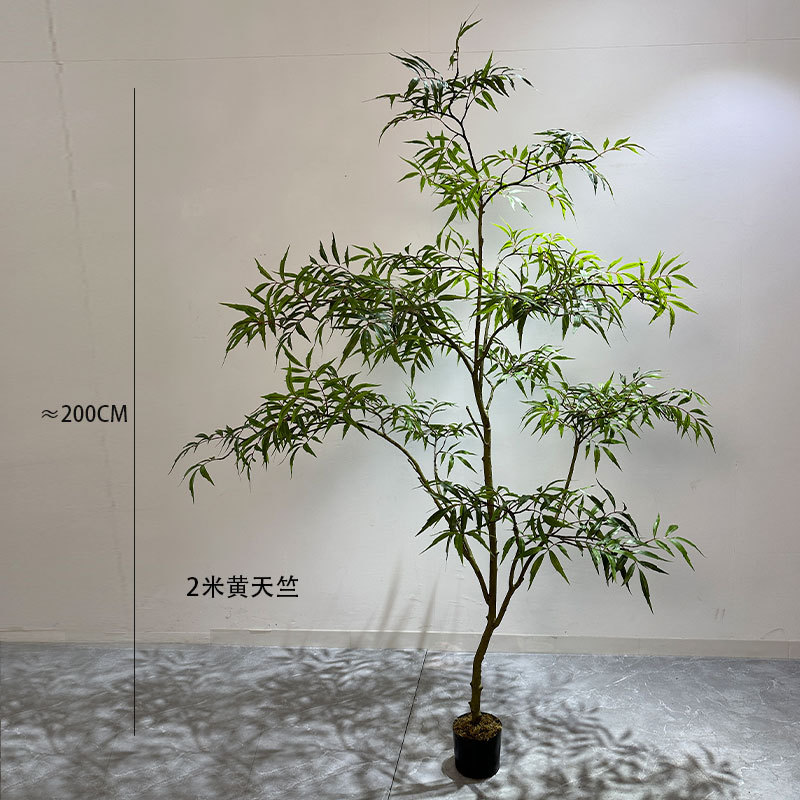 Nandina jaune de 2 mètres