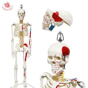 แบบจำลองกายวิภาคของมนุษย์ยืดหยุ่นสูง85ซม. แบบแขวน FRT010โครงกระดูก<span class=keywords><strong>กล้าม</strong></span><span class=keywords><strong>เนื้อ</strong></span>ครึ่งด้านฟังก์ชันการศึกษาแบบจำลองกายวิภาคศาสตร์ - Product Image 2