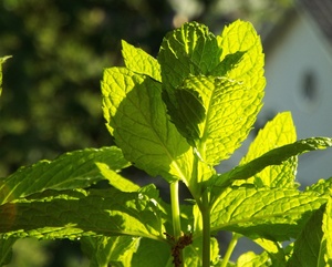Kaiyyange. ส่งโรงงานชาสมุนไพรมิ้นท์โมรอคโคมิ้นท์ใบโดยซันแห้ง Mentha virdis var.nana. ชามินต์พืชทั้งต้น - Product Image 6