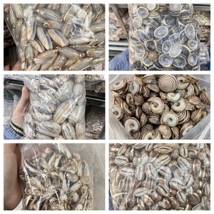 Orecchini e Collana Oversize con Ciondolo in Conchiglia Naturale Placcato Oro, Accessori Fai-da-Te - Product Image 2