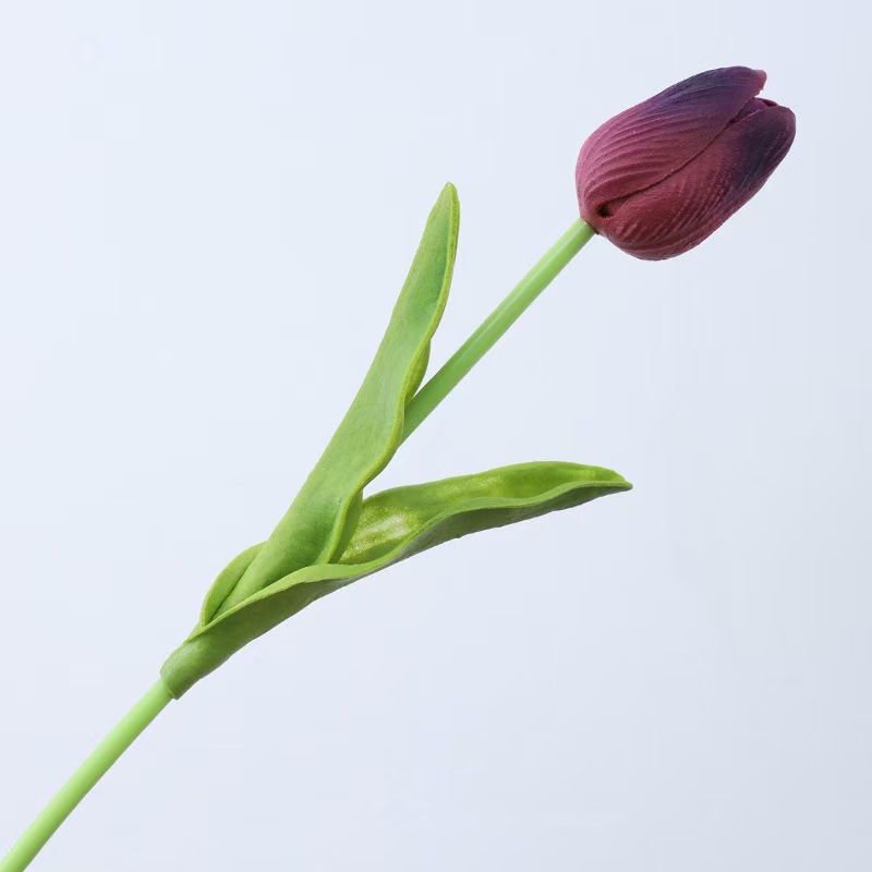 Pourpre