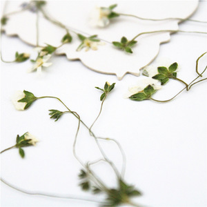 Fleurs blanches étoilées séchées et pressées avec tiges pour résine, coques de téléphone, marque-pages, scrapbooking et artisanat - Product Image 6