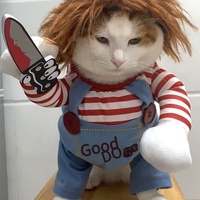 Costume d'Halloween en PET pour petits et moyens chiens et chats, tenue amusante et originale avec couteau factice et motif imprimé pour l'hiver