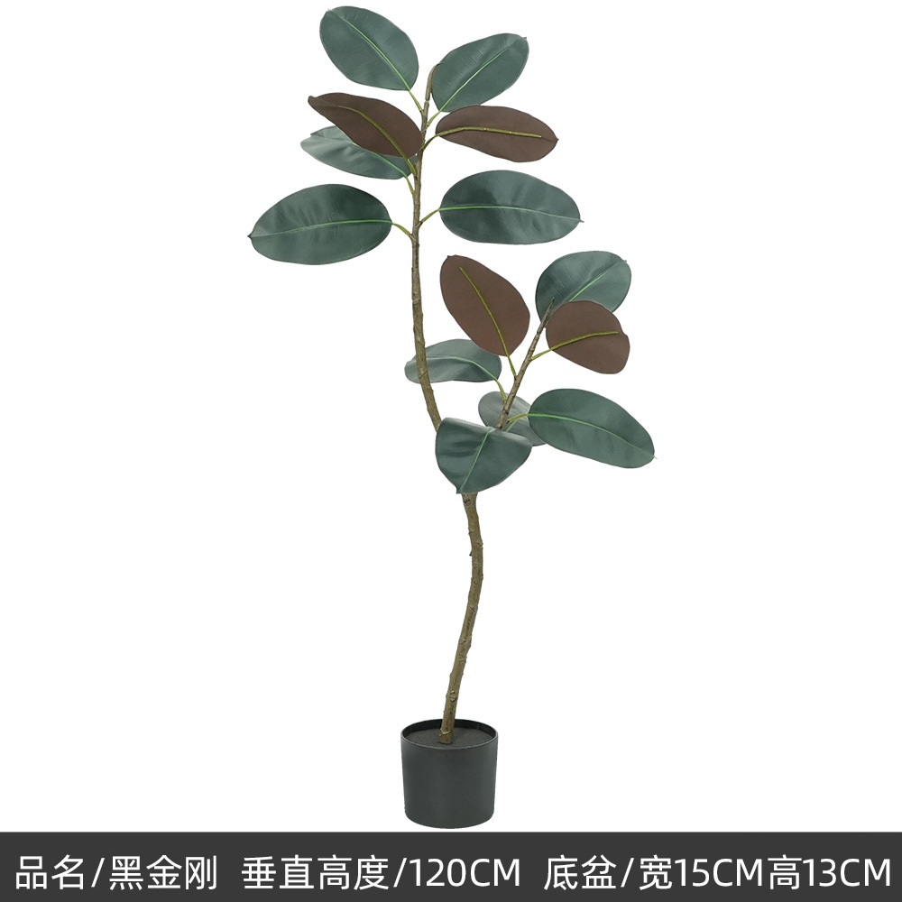 Plantes vertes 3