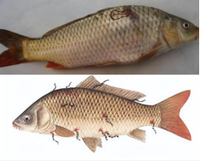 Aquaculture Liquide à base de plantes pures pour le traitement des parasites des poissons Prémélange alimentaire Vitamines Acides aminés Enzymes