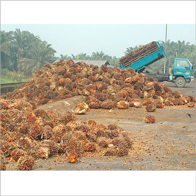 Línea de producción de Palma FFB, 10 toneladas/hora, molino de aceite de palma 10TPH