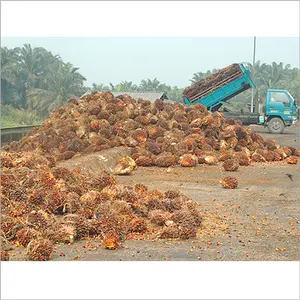 10 tonnes/heure ligne de production FFB de fruits de palme 10TPH usine de moulin à huile de palme