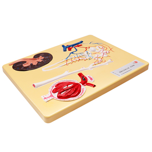 Modelo biológico Modelo de riñón humano Unidad renal y modelo de corpúsculo renal - Product Image 1