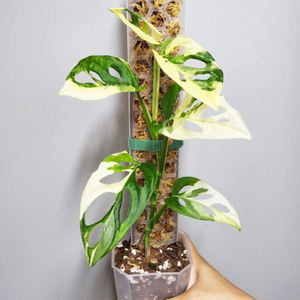 Poteau en plastique transparent empilable moderne pour <span class=keywords><strong>mousse</strong></span> |   Bâtons de soutien pliables et modelables pour les plantes Monstera Pothos - Product Image 2