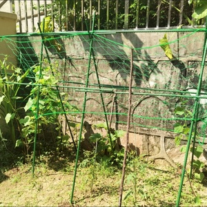 Tuteurs de soutien pour plantes grimpantes, piquets pour poivrons, aubergines et <span class=keywords><strong>haricots</strong></span> <span class=keywords><strong>verts</strong></span>, deux options de longueur, treillis de jardin pour plantes grimpantes - Product Image 2