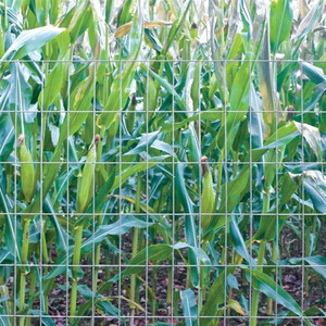 2 inch x 4 inch mạ kẽm hàn dây lưới CuộN PVC tráng hàn dây lưới hàng rào cho trồng cây hàng rào - Product Image 4