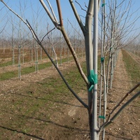 Piquets de Soutien pour Plantes en Fibre de Verre FRP GRP Résistants aux UV, Piquet d'Arbre en Fibre de Verre 3K Veil