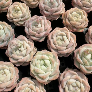 Adorable Set de Muestras de Suculentas LCL de Cabeza Única y Raíz Antigua, 50 Piezas de 6cm, Crassulaceae - Product Image 2