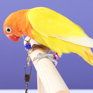 Anneau <span class=keywords><strong>de</strong></span> jambe d'entraînement en aluminium durable multicolore Anneau <span class=keywords><strong>de</strong></span> fournitures pour oiseaux <span class=keywords><strong>de</strong></span> qualité - Product Image 3