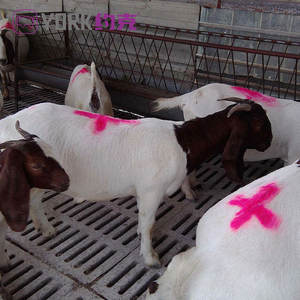 Bon <span class=keywords><strong>prix</strong></span> <span class=keywords><strong>Identification</strong></span> facile Spray de marquage vétérinaire Spray de marquage pour animaux - Product Image 6