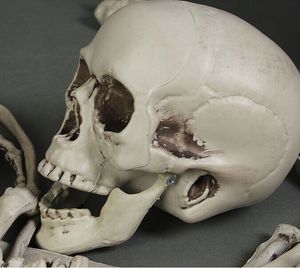 Nicro forniture <span class=keywords><strong>di</strong></span> <span class=keywords><strong>Halloween</strong></span> scheletro pellicola <span class=keywords><strong>di</strong></span> simulazione <span class=keywords><strong>di</strong></span> plastica oggetti <span class=keywords><strong>di</strong></span> scena <span class=keywords><strong>Horror</strong></span> alla rinfusa 28 pz realistico teschio a grandezza naturale - Product Image 5