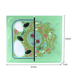 Modelo de comparación de células vegetales y animales, estructura microscópica <span class=keywords><strong>celular</strong></span>, modelo de disección, visualización de estructura vegetal, Biología - Product Image 2