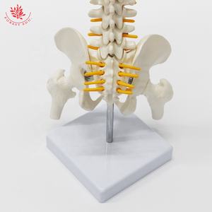 Modèle anatomique humain FRT017 taille moyenne enseignement médical colonne vertébrale avec modèle de squelette d'os de jambe aides pédagogiques médicales modèle de colonne vertébrale - Product Image 5
