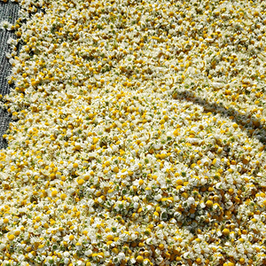 Té de Hierbas de Flor de Manzanilla Orgánica de Nueva Cosecha, Manzanilla Romana - Product Image 3