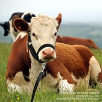 Fournitures équestres : Licol et longe réglables pour chevaux, corde de traction