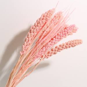 <span class=keywords><strong>Millet</strong></span> oreilles vie éternelle fleurs décoration de la maison bricolage photographie ornement vie éternelle <span class=keywords><strong>Millet</strong></span> oreilles <span class=keywords><strong>Millet</strong></span> fleurs séchées - Product Image 1