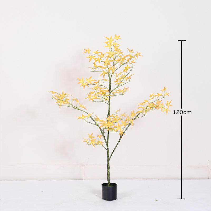 Bonsaï mini érable jaune régulier - 120cm