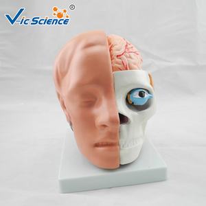 Modelo Plástico de Anatomia Cerebral com Arteria Cerebral para Educação em Ciências Médicas - Product Image 1