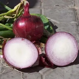 High Quality Fresh Onion New Crop Fresh Onions Wholesale Best Price From China