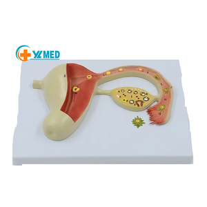 Modelo de enseñanza del desarrollo del óvulo fertilizado reproductivo femenino modelo útero-ovárico de órganos reproductivos femeninos - Product Image 1