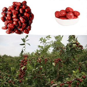 Máquina de Alta Calidad y Fácil Operación para Procesar Dátiles, Rebanadora de Dátiles Rojos y Jujubas en Venta - Product Image 6