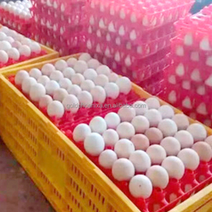 Contenitore per Uova Pieghevole in Plastica YYC, Gabbia per Trasporto Uova di Gallina - Product Image 6