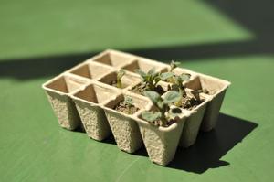 Kit de plateau de semis VERTAK à 12 cellules, en papier biodégradable, pour la culture de légumes, la pépinière, la plantation, la culture de semis, plateau en tourbe - Product Image 6