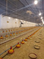 Équipement automatique pour poulailler de nouvelle condition ligne d'alimentation pour l'élevage de poulets de chair avec bac d'alimentation au sol