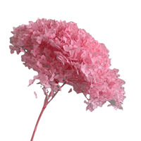 Bunga diawetkan & tanaman tahan lama Anna Hydrangea bunga kering Dekorasi alami bunga Hortensia putih hijau merah muda krem warna
