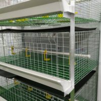 Cage Batterie H Moderne pour Poules Pondeuses 60/80 Oiseaux, Automatique, Galvanisée pour Élevage Avicole Professionnel