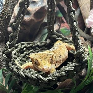 Hamac de couchage pour gecko, nid pour reptile, balançoire pour perroquet, modèle pour animaux de compagnie reptiles - Product Image 3