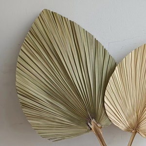 Grandes feuilles de <span class=keywords><strong>palmier</strong></span> séchées pour la maison, les événements, les mariages, la décoration et les bouquets de fleurs - Product Image 2