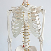Modèle de squelette humain grandeur nature de 170 cm avec support et nerfs, fourniture directe d'usine, modèle anatomique pour l'enseignement de la biologie