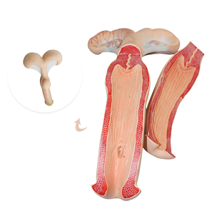 Modèle ovcouverts de vache, plastique, collège des animaux et infirmières anatomiques - Product Image 1