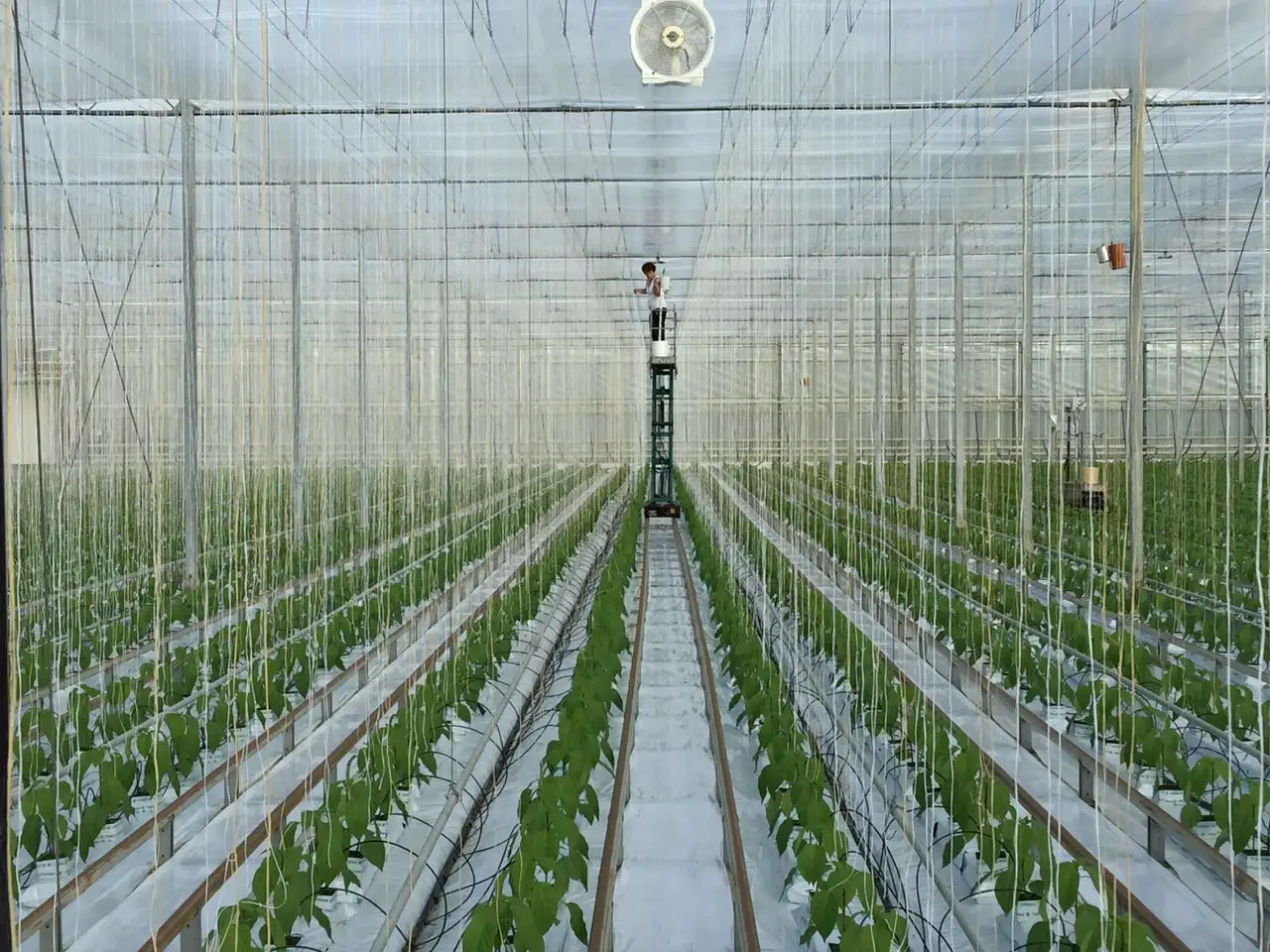 خيط شنطة نباتات معلق PP بطول 1800 متر في كيلو جرام 1 لون أخضر