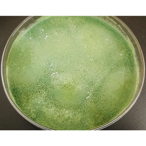 Poudre de Metarhizium Anisopliae, un biopesticide et insecticide biologique, catégorie fongicides - Product Image 1