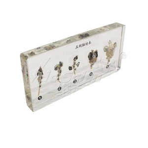 Ensemble de cinq spécimens cérébraux de classe supérieure ; Comparaison des cerveaux des vertébrés ; Poissons, Amphibiens, Reptiles, Oiseaux, Mammifères ; Laboratoire de biologie - Product Image 5
