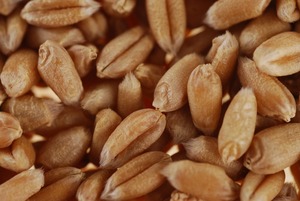 Graines de blé en promotion, qualité alimentaire, riches en nutriments pour la cuisson, la pâtisserie et les pâtes, disponibles à prix raisonnable - Product Image 2