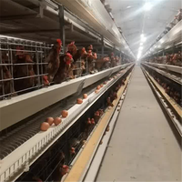 Nouveau poulailler automatique multicouche de haute qualité de type H galvanisé à chaud avec 1 an de garantie pour élevage de poulets